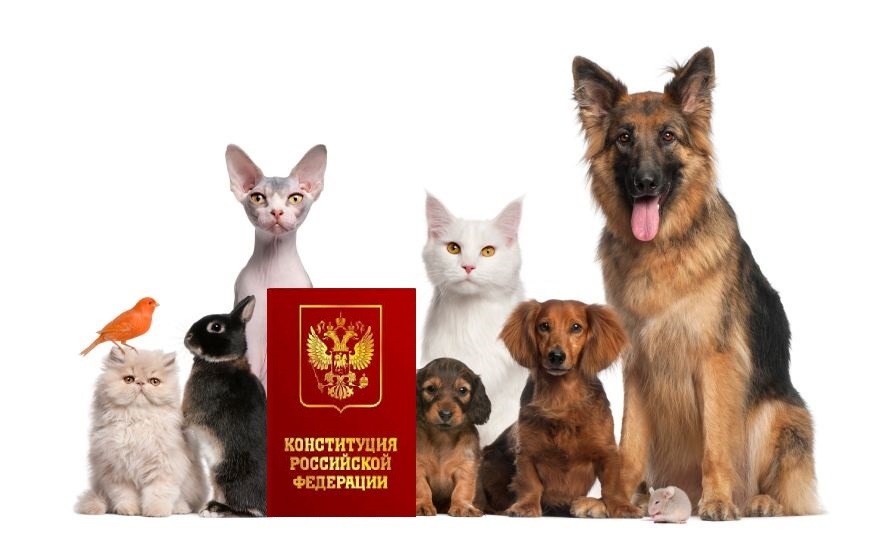 Защита прав животных 